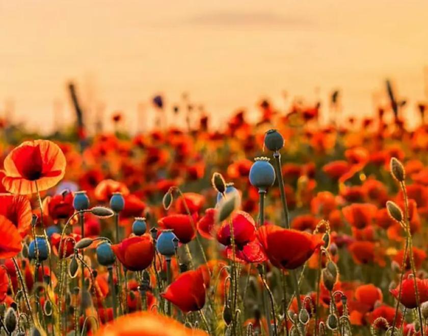 Poppies in a field