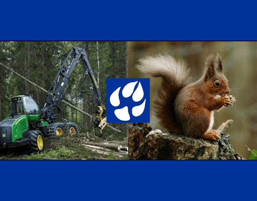 Forest management and red squirrel conservation