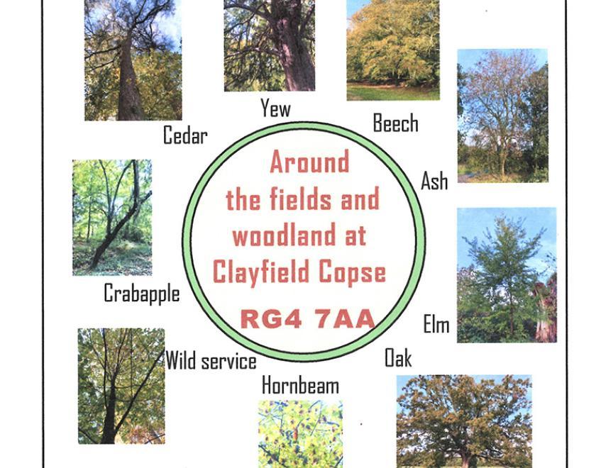 Tree Week Walk with Friends of Clayfield Copse
