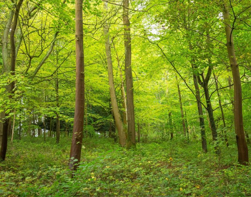The woodland at Basildon Park in the summer